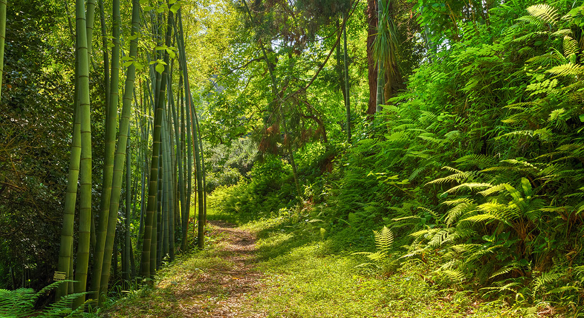 Foto eines japanischen Walds